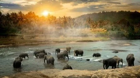 Cómo enviar dinero a Sri Lanka