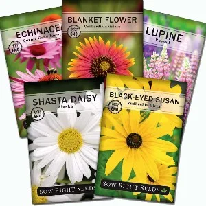 Image: amazon seeds