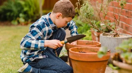 Dónde comprar semillas de plantas en línea en México