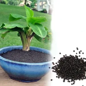 Image: linio seeds