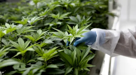 Invertir en acciones de cannabis