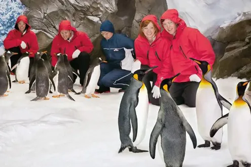 Penguin Antarctic Adventure at Sea World