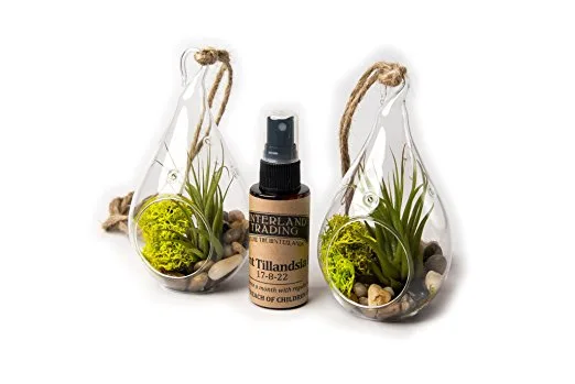 Air Plant River Side Set B, 2 Teardrop Terrarium Combo Pack with 2 oz. Fertilizer