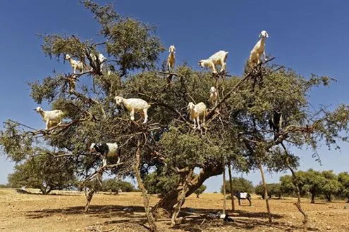 Best of Morocco