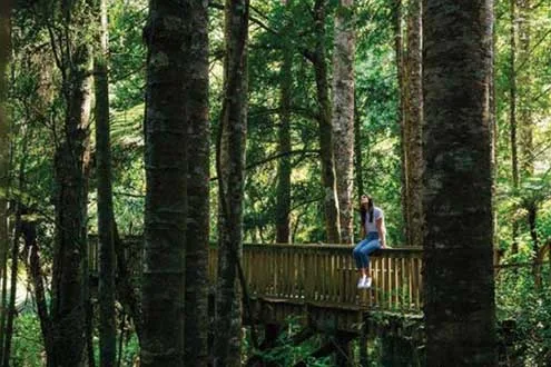Northern Choice: Wellington to Auckland