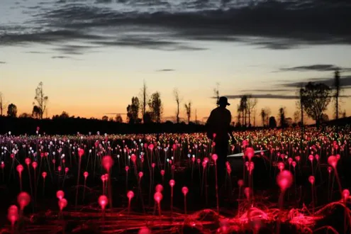 Field of Light sunrise tour