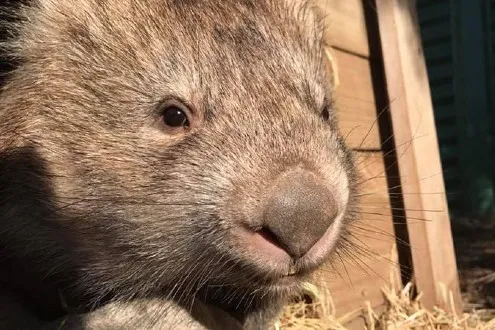 Bonorong Wildlife Sanctuary Private Feeding Tour