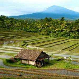 Rice terraces