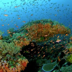 Scuba diving and snorkeling
