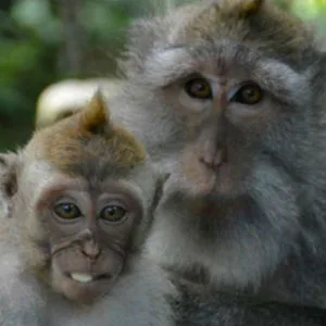 Ubud Monkey Forest