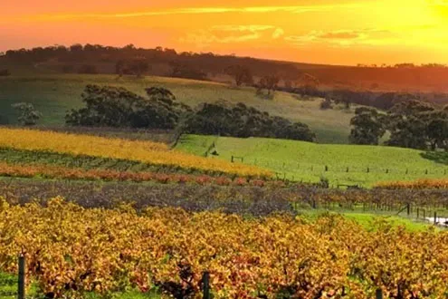Best for price: Barossa Valley Scenic Flight for 2, Hartwing Air