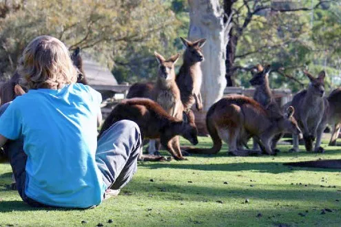 Bonorong Wildlife Sanctuary Tickets