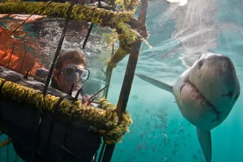 Great White Shark Cage Diving Full-Day Tour