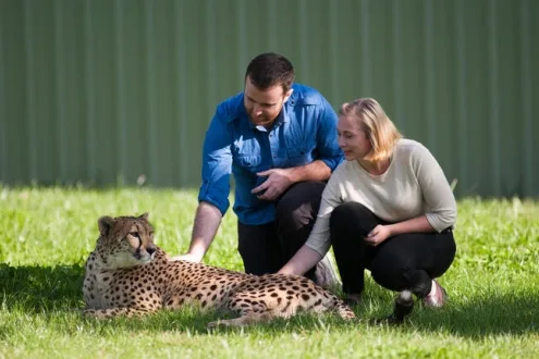 Cheetah Encounter at the National Zoo - Weekday