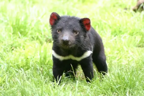Tasman Island Day Trip Cruise with Tasmanian Devil Park