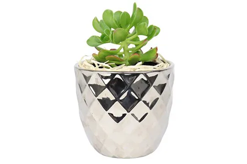 Disco Money Tree Gift