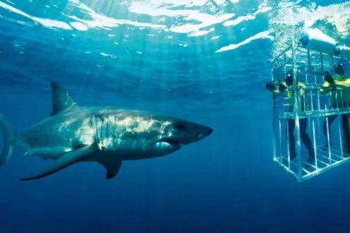 Shark Cage Diving Tour in Gansbaai with Private Transfers from Cape Town