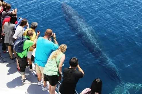 Auckland Whale and Dolphin Watching Cruise