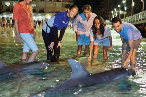 Tangalooma Island Resort Day Tour including Desert Safari and Dolphin Feeding