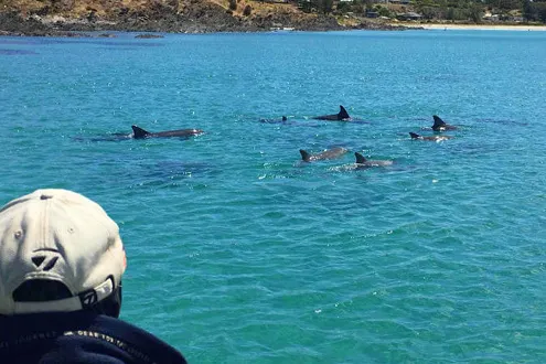 Kangaroo Island Dolphin Safari Cruise