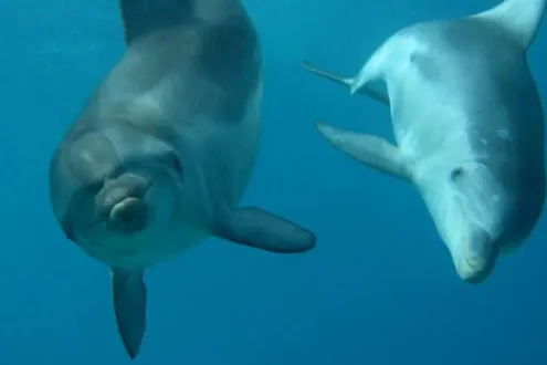 Swim with Dolphins and Seals