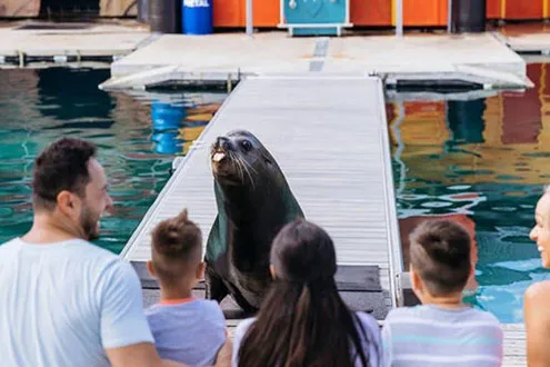 Seal Encounter at Sea World