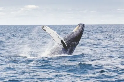 Whale Watching & Hermanus Wine Tour