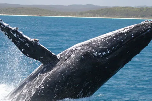 3 Hour Whale Watching Cruise with Snacks and Drinks - Morning