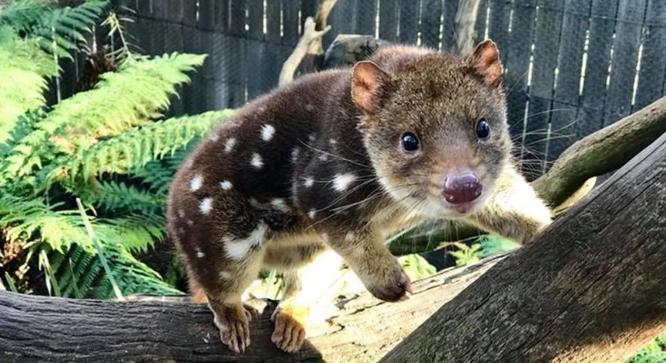 Bonorong Wildlife Sanctuary Night Feeding Tour