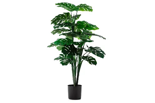 Home Republic Monsteria Potted Plant