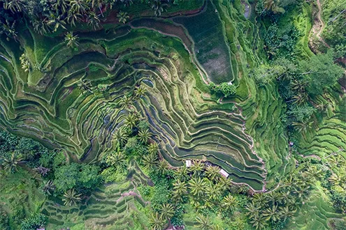 Bali