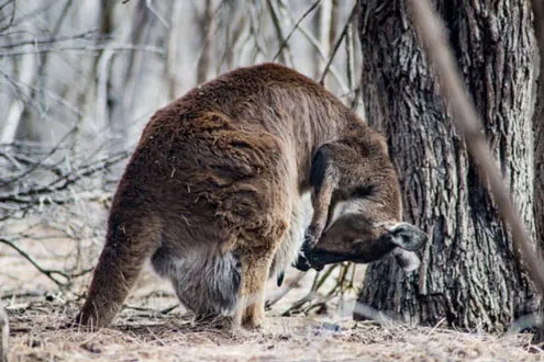 Warrawong Wildlife Sanctuary