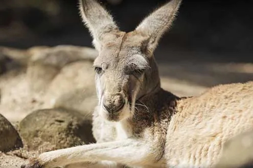 Taronga Zoo