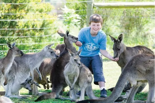 Maru Koala Park and Mini Golf Admission
