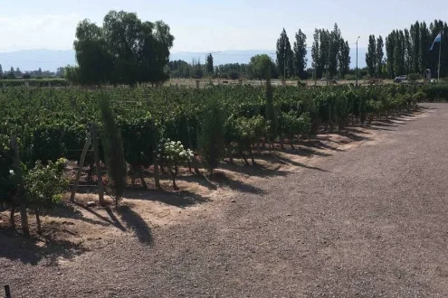 Half-day wine tour in Mendoza