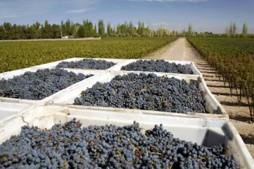 Mendoza Wine Country Experiences