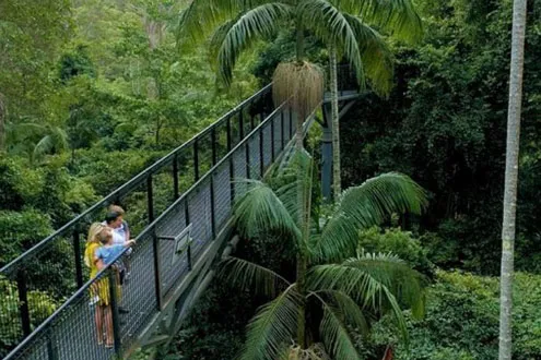 Natural Bridge, Skywalk and Mt Tamborine Adventure