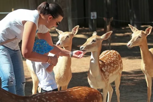 Family Friendly Tour at the National Zoo - Weekday