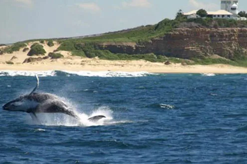 Whale Watching Cruise - 2.5 Hours