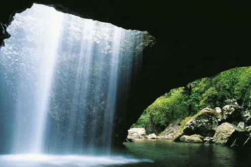 Natural Bridge and Springbrook Guided Afternoon Tour including Afternoon Tea