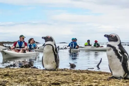 Kayak Trip to the Boulders Penguin Colony from Simon's Town in Cape Town