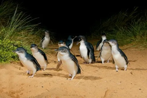 Phillip Island and French Island Wildlife Expedition