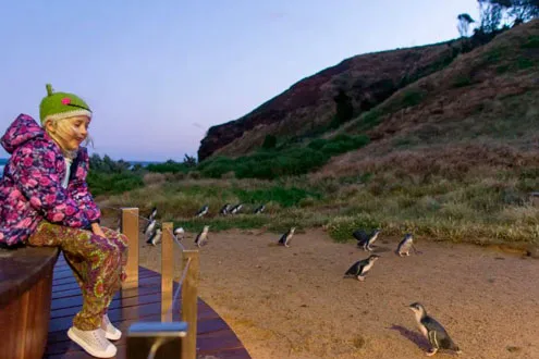 Penguin Parade Phillip Island Tour
