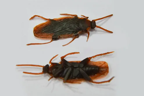 Prank Roaches Toy