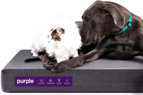 Purple Pet Bed