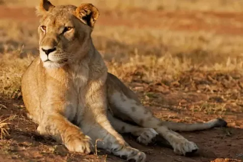 Half-Day Lion & Safari Park Tour