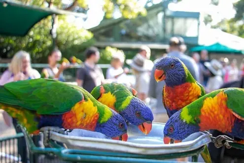 Currumbin Wildlife Sanctuary Entry