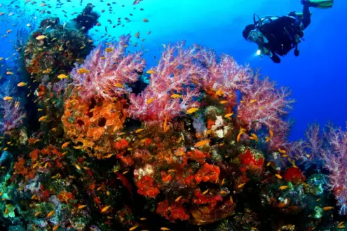 Best for value: Introductory scuba dive with snorkelling with Gold Coast Scuba Diving