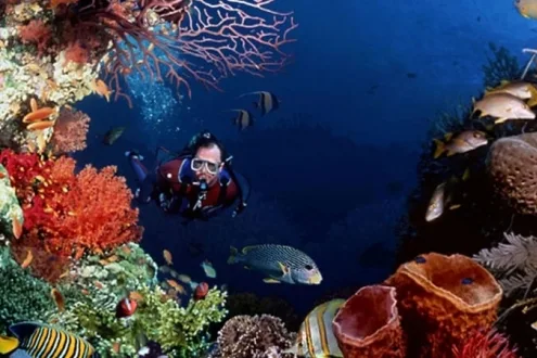 Scuba Diving Experience in Nusa Penida