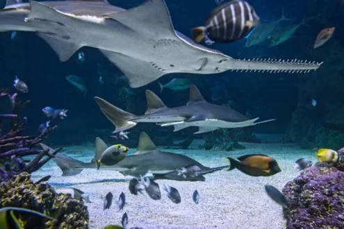 SEA LIFE Melbourne Aquarium General Admission